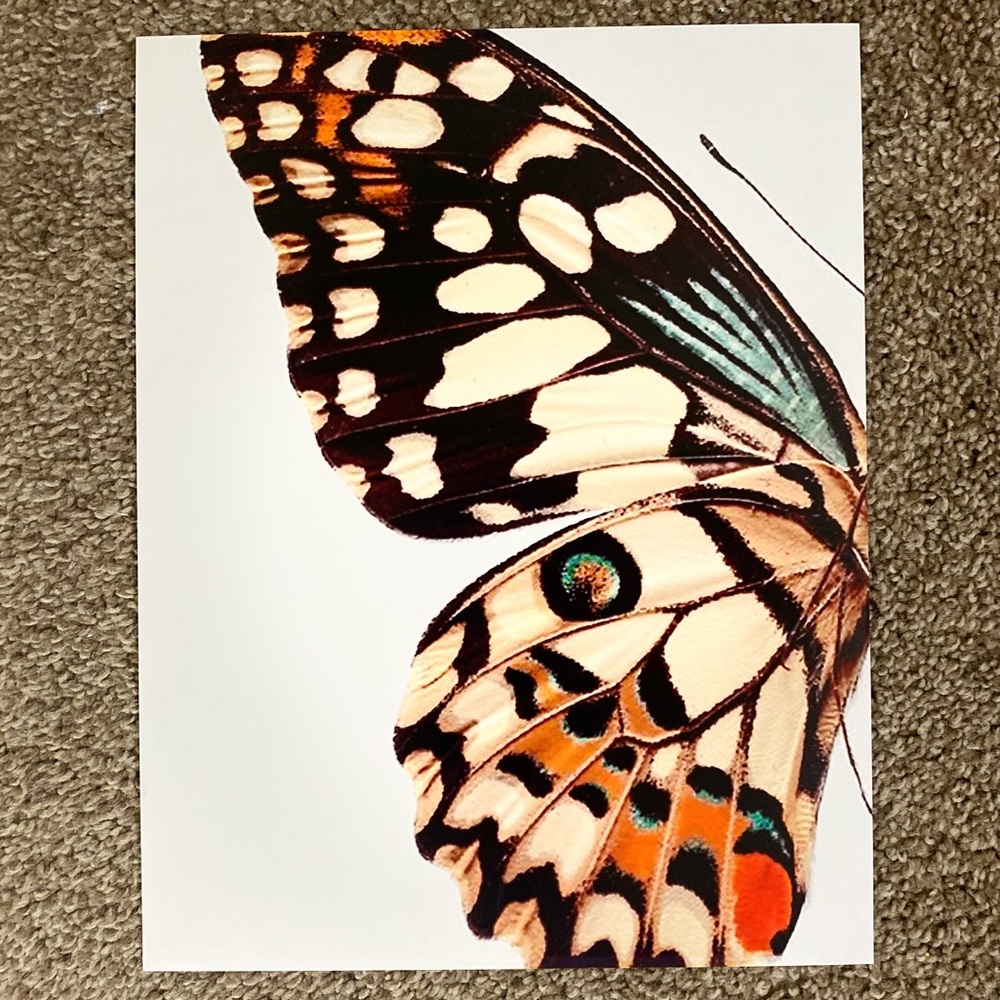 Half wing butterfly print- 8.5x11 inches.